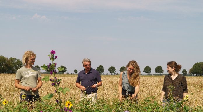 Brood van eigen meel