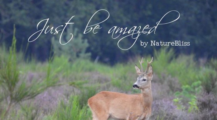 Fotoboek Yvette van den Berg brengt natuurgeluk