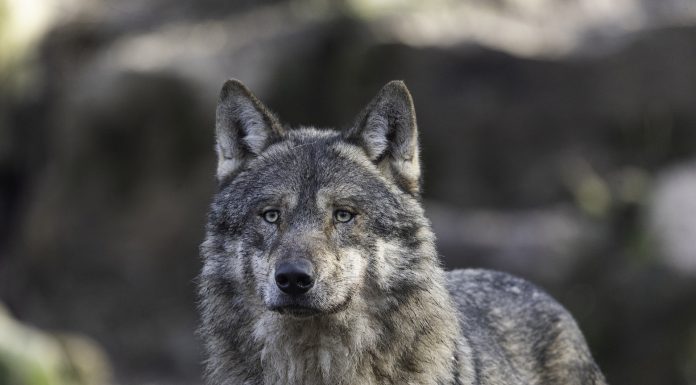 Aanwezigheid wolf in het Gooi vastgesteld